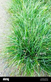 Attēlu rezultāti vaicājumam “Sesleria caerulea”