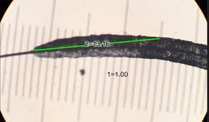 Attēlu rezultāti vaicājumam “Stemonitopsis hyperopta var. landewaldii spores”