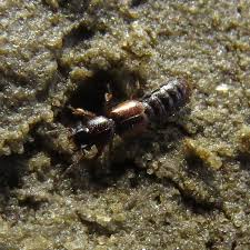 Billedresultat for rovbille