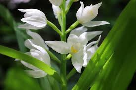 Attēlu rezultāti vaicājumam “Cephalanthera longifolia”