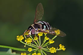 Attēlu rezultāti vaicājumam “Didea alneti”