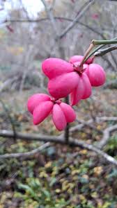 Attēlu rezultāti vaicājumam “Euonymus europaeus bud”