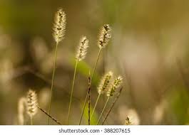 Attēlu rezultāti vaicājumam “Setaria glauca”