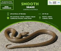 Attēlu rezultāti vaicājumam “Coronella austriaca adult”