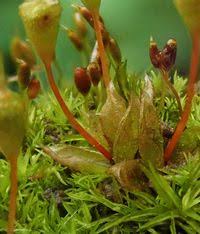 Attēlu rezultāti vaicājumam “Weissia brachycarpa”