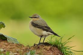 Attēlu rezultāti vaicājumam “Oenanthe oenanthe female”