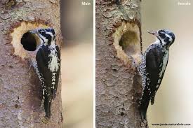 Attēlu rezultāti vaicājumam “Picoides tridactylus”