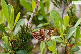 Attēlu rezultāti vaicājumam “Boloria aquilonaris upperside”