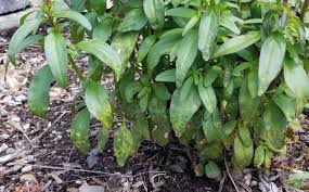 Attēlu rezultāti vaicājumam “Antirrhinum majus leaf”