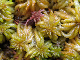 Attēlu rezultāti vaicājumam “Sphagnum molle”