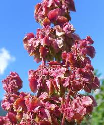 Attēlu rezultāti vaicājumam “Rumex aquaticus”