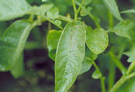 Attēlu rezultāti vaicājumam “Solanum tuberosum leaf”