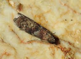 Attēlu rezultāti vaicājumam “Phycita roborella”