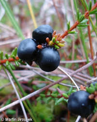 Attēlu rezultāti vaicājumam “Empetrum nigrum fruit”