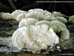 Attēlu rezultāti vaicājumam “Gloeoporus dichrous”