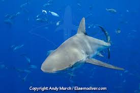 Image result for Carcharhinus obscurus