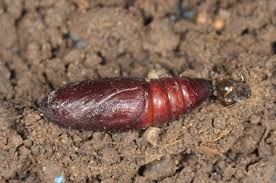 Attēlu rezultāti vaicājumam “Mniotype satura”