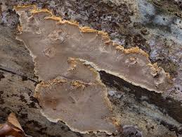 Attēlu rezultāti vaicājumam “Phellinus nigrolimitatus”