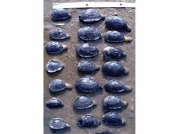 Attēlu rezultāti vaicājumam “Mya arenaria”