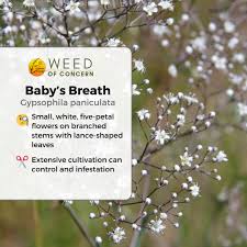 Attēlu rezultāti vaicājumam “Gypsophila paniculata bud”