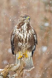 Attēlu rezultāti vaicājumam “Buteo buteo adult”