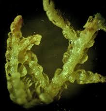 Attēlu rezultāti vaicājumam “Lepidozia reptans”