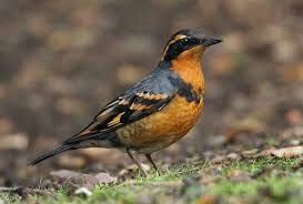 Image result for Ixoreus naevius