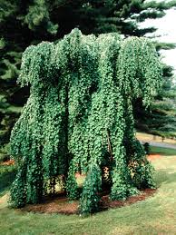 Attēlu rezultāti vaicājumam “Cercidiphyllum japonicum”