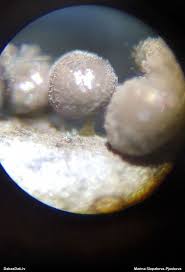 Attēlu rezultāti vaicājumam “Lycogala irregulare”