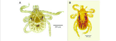 Attēlu rezultāti vaicājumam “Dermacentor reticulatus female”