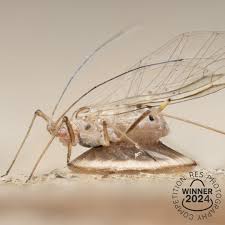 Attēlu rezultāti vaicājumam “Drepanosiphum platanoidis”