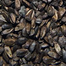 Attēlu rezultāti vaicājumam “Stachys officinalis bud”