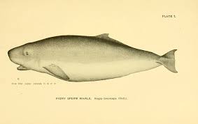 Image result for Kogia breviceps