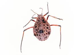 Attēlu rezultāti vaicājumam “Drepanosiphum platanoidis exuvia”