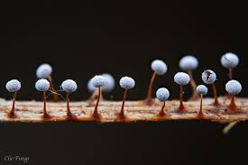 Attēlu rezultāti vaicājumam “Didymium crustaceum macro”