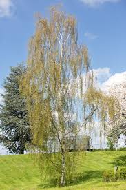 Attēlu rezultāti vaicājumam “Betula pendula var. carelica”