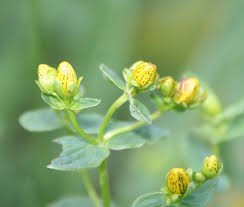Attēlu rezultāti vaicājumam “Hypericum maculatum flower”