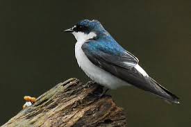 Attēlu rezultāti vaicājumam “Hirundinidae”