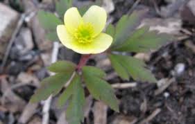 Attēlu rezultāti vaicājumam “Anemone x lipsiensis leaf”