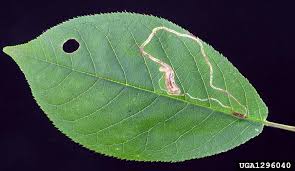 Attēlu rezultāti vaicājumam “Lyonetia clerkella”