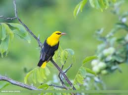 Attēlu rezultāti vaicājumam “Oriolus oriolus male”