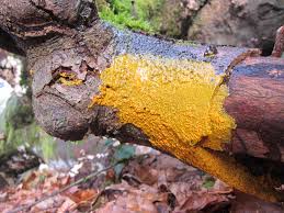 Attēlu rezultāti vaicājumam “Badhamia utricularis”