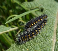 Attēlu rezultāti vaicājumam “Saturnia pavonia larva”