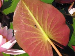 Attēlu rezultāti vaicājumam “Nymphaea candida leaf”