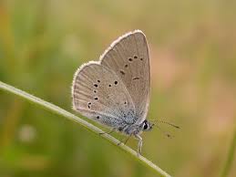 Attēlu rezultāti vaicājumam “Cyaniris semiargus underside”