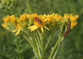 Attēlu rezultāti vaicājumam “Jacobaea vulgaris flower”