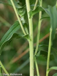 Attēlu rezultāti vaicājumam “Inula britannica leaf”