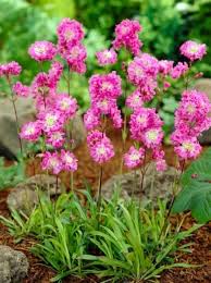 Image result for Pechnelke