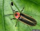 Lightning Bug