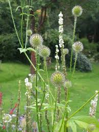 Image result for Dipsacus pilosus